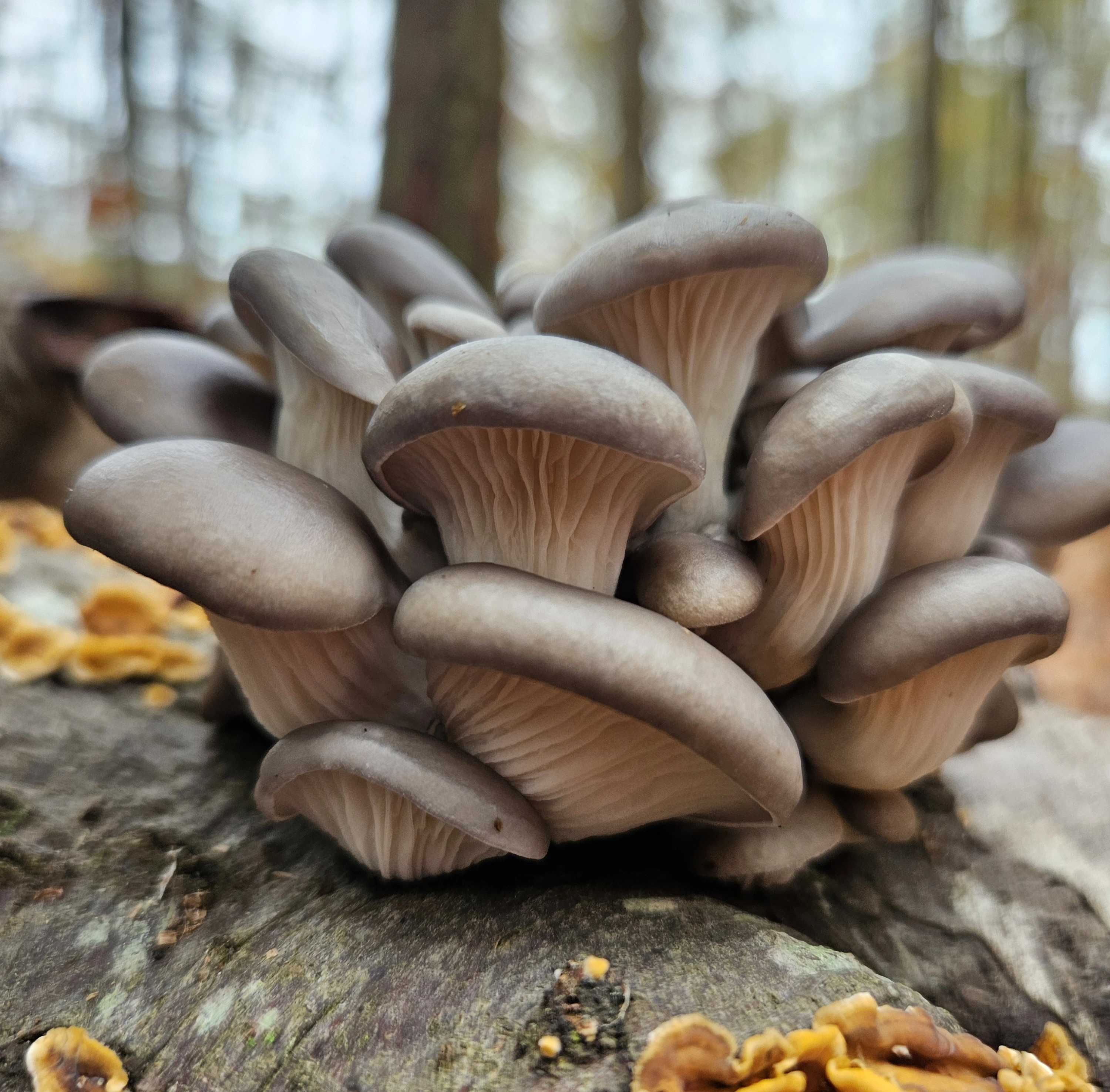 We're the future of sustainable <br>mushroom cultivation